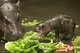 Pictured: The baby pygmy hippo who's barely bigger than a lettuce leaf